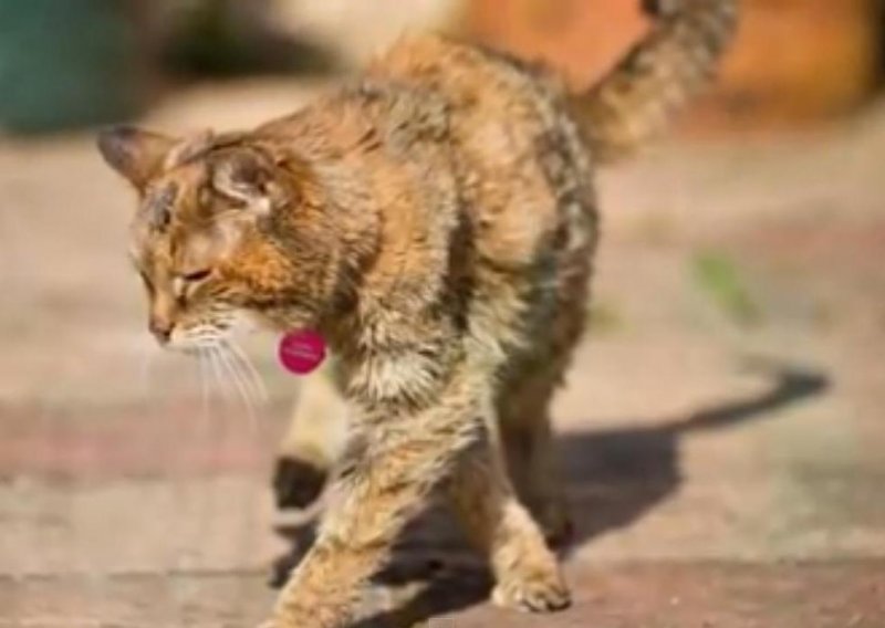 Najstarija mačka na svijetu ima 24 godine