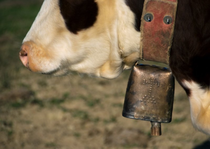 Seljak kažnjen zbog buke kravljih zvona