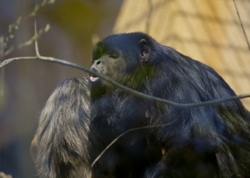 Crni urlikavci ojačali zbor Zagrebačkog ZOO-a