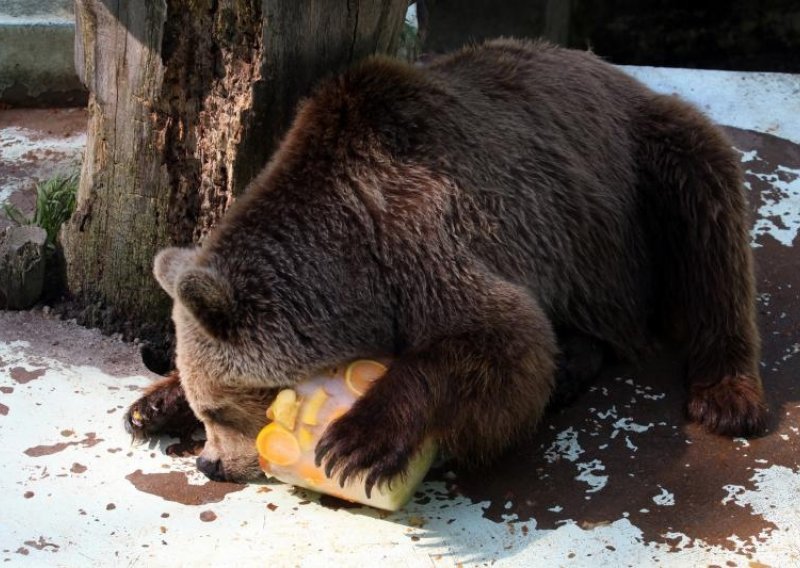 Medo se u zagrebačkom ZOO-u hladio sladoledom