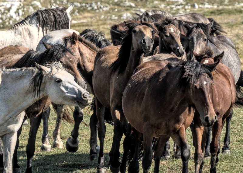 Nezaboravan izlet: Oko tisuću divljih konja luta brdima BiH - evo gdje ih pronaći