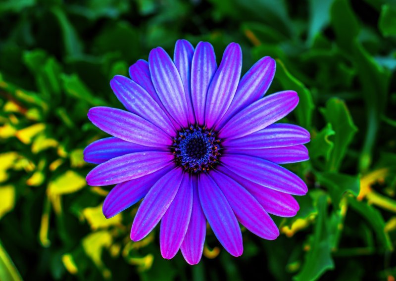 Ovo je najbolja biljka za vrtove i balkone: Cvate nevjerojatno, a otporna je na sušu