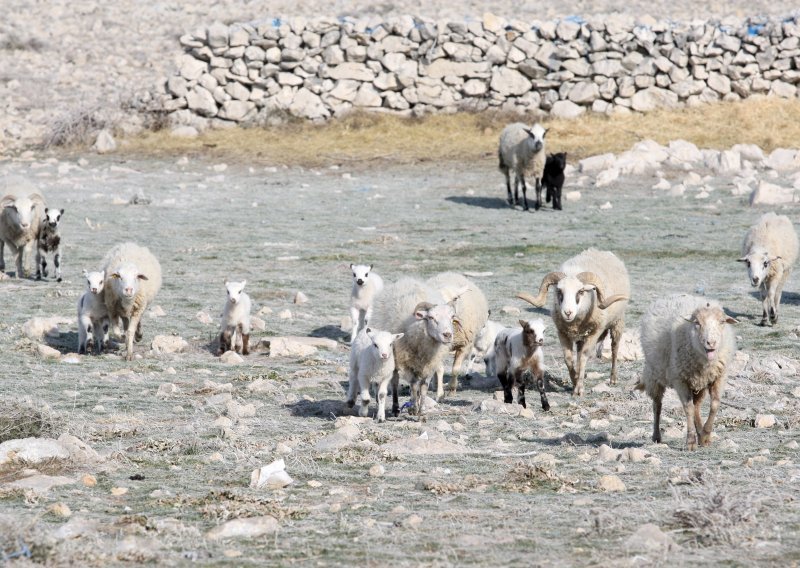 Omišljaninu s ispaše nestalo 14 ovaca i 14 janjadi