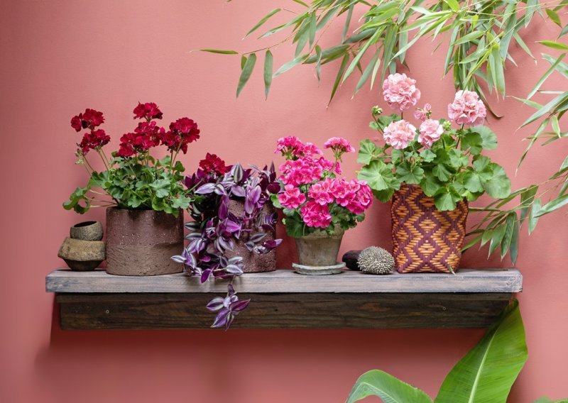 Stiglo je vrijeme pelargonija, a evo kako će ovo očaravajuće cvijeće biti još ljepše