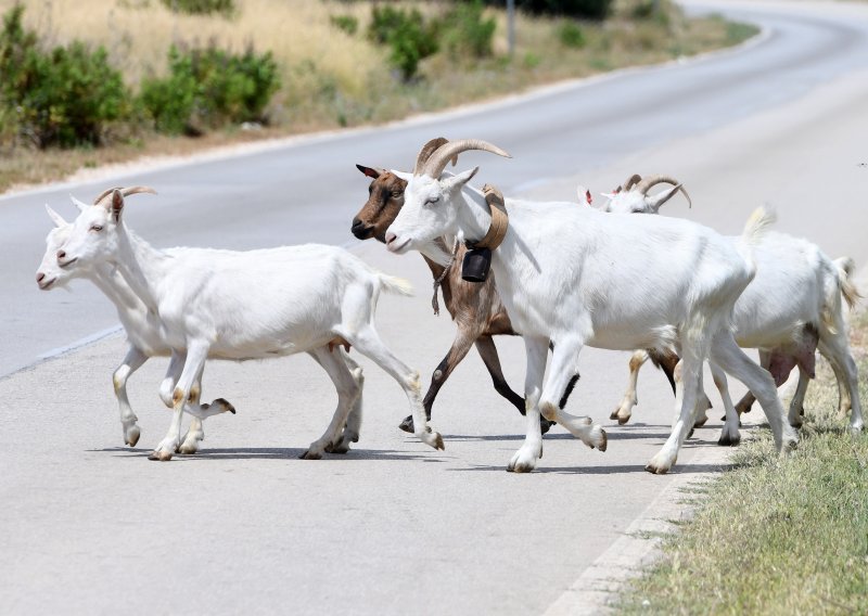 Stigle nove mjere za sprječavanje slinavke, šapa i kuge