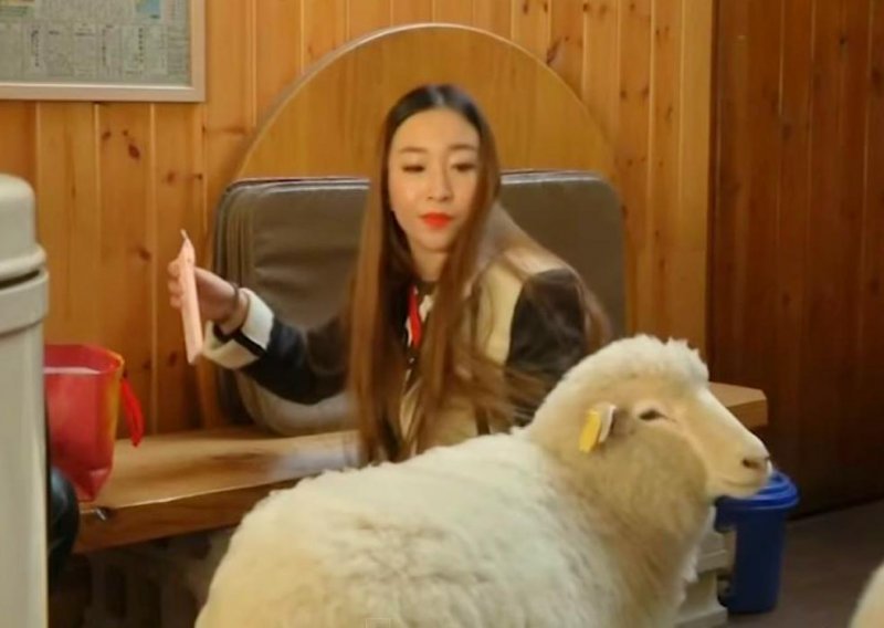 Kafić s ovcama pravi je hit u Južnoj Koreji