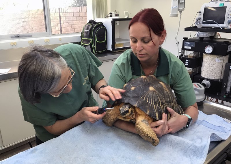 Svjetski dan veterinara: ‘Puno više od doktora za pse i mačke’