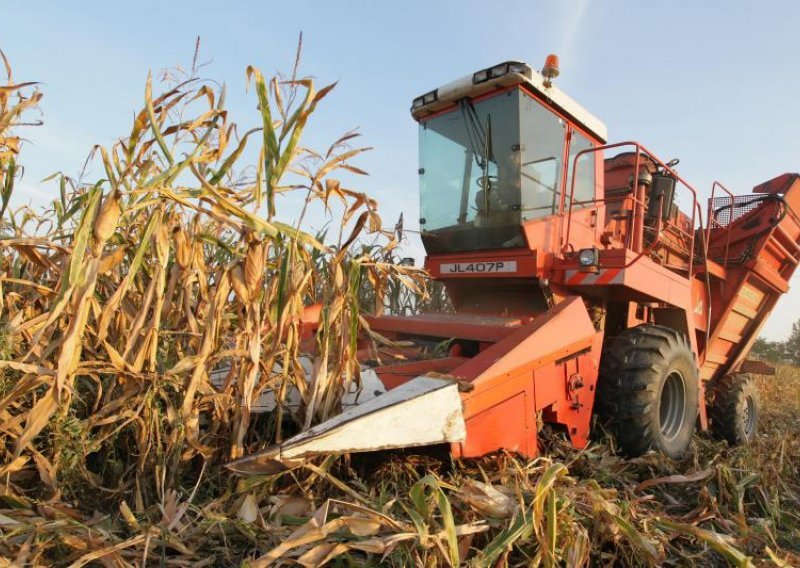Hrvatska izvezla 171,5 tisuća tona kukuruza unatoč suši