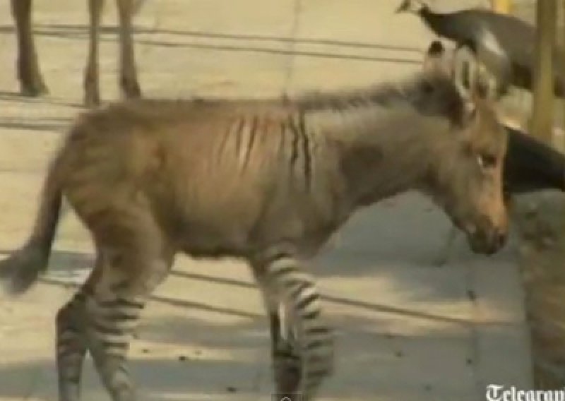 U Kini rođena rijetka mješanka zebre i magarca