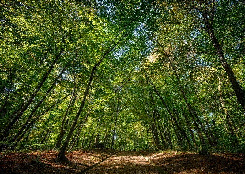 ‘Glad za sirovinama’: Tko je uništio najviše šuma u svijetu