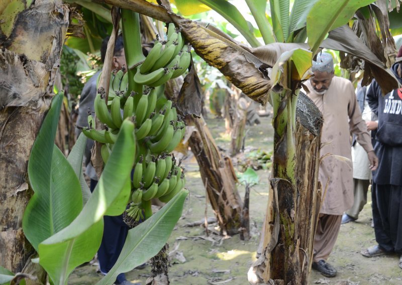 Klimatske promjene ugrožavaju nasade banana