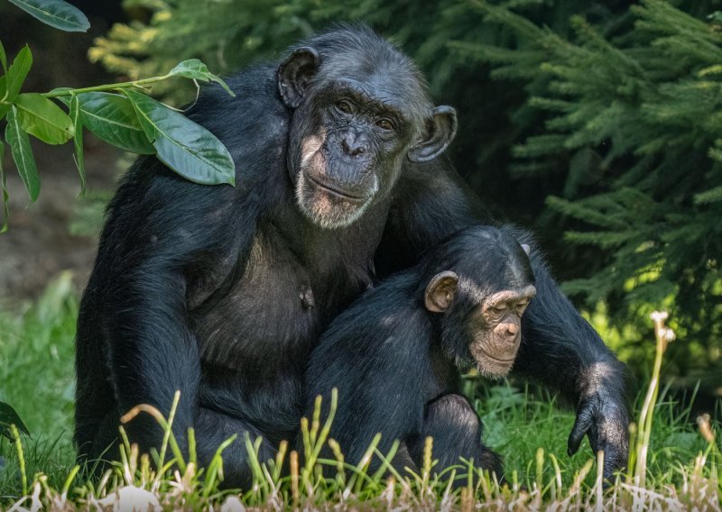 Znanstvenici iznenađeni: Čimpanze bi mogle rasvijetliti evolucijske korijene glazbe