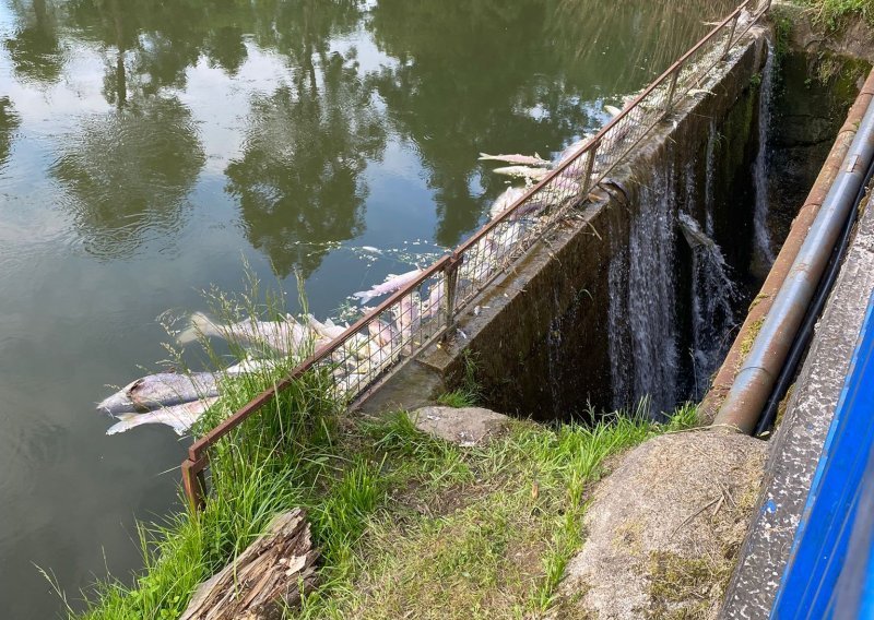 Šokantne scene kod Svete Nedelje: Veliki pomor ribe na jezeru Kerestinec