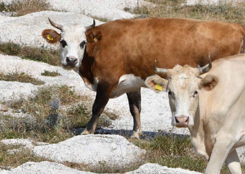 Mađarska zabranila uvoz određenih životinja iz nekih zemalja, na crnoj listi i Hrvatska