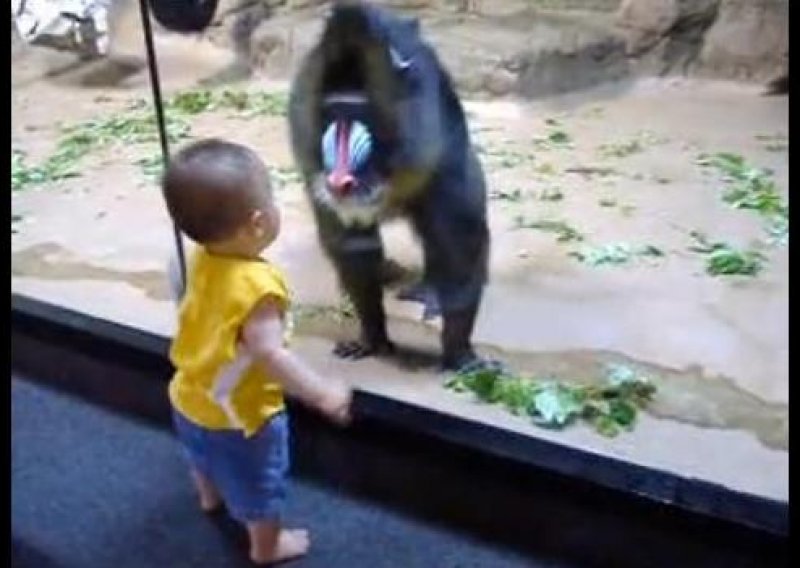 Ova beba rastura u dvoboju pogleda s majmunom