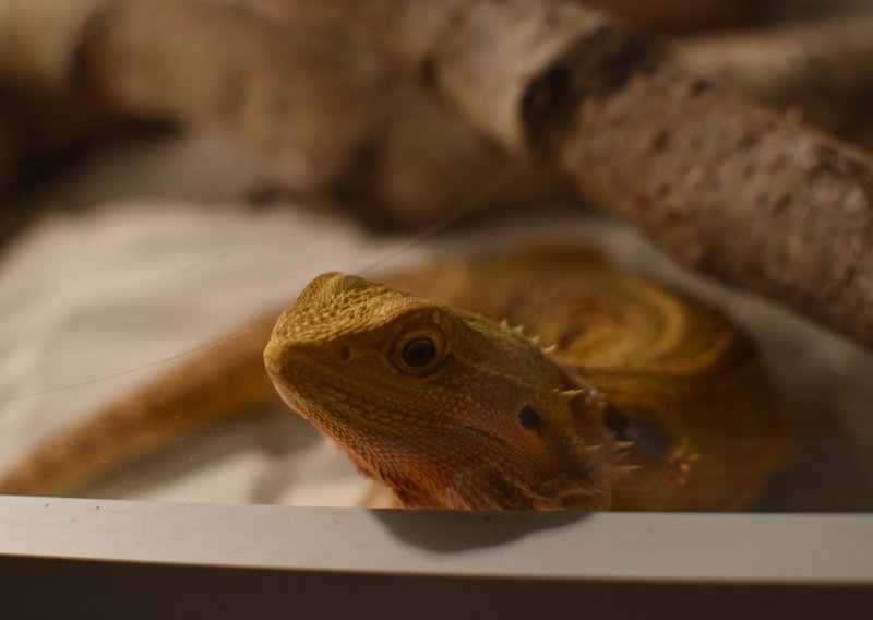 Egzotične životinje, radionice i edukacija: Reptilomanija+ ponovno otvara svoja vrata