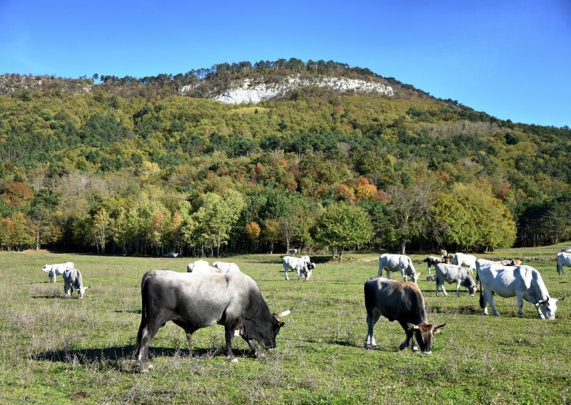 Rast proizvodnje goveda, svinja, ovaca, koza i peradi; pad proizvodnje mlijeka