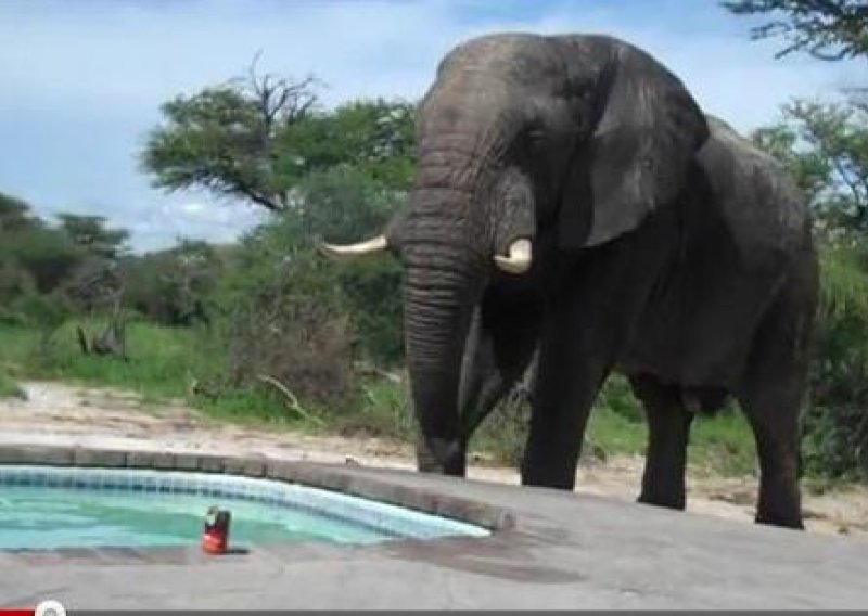Slon se htio uz piće opustiti u bazenu