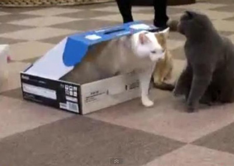 Mačka zatvorila prijateljicu u kutiju pa sjela na nju