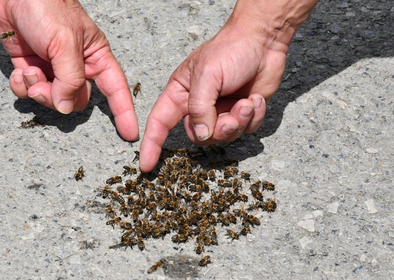 Pčelari: 'Trovanja su počela prije šest godina, prestanite koristiti zabranjene pesticide'