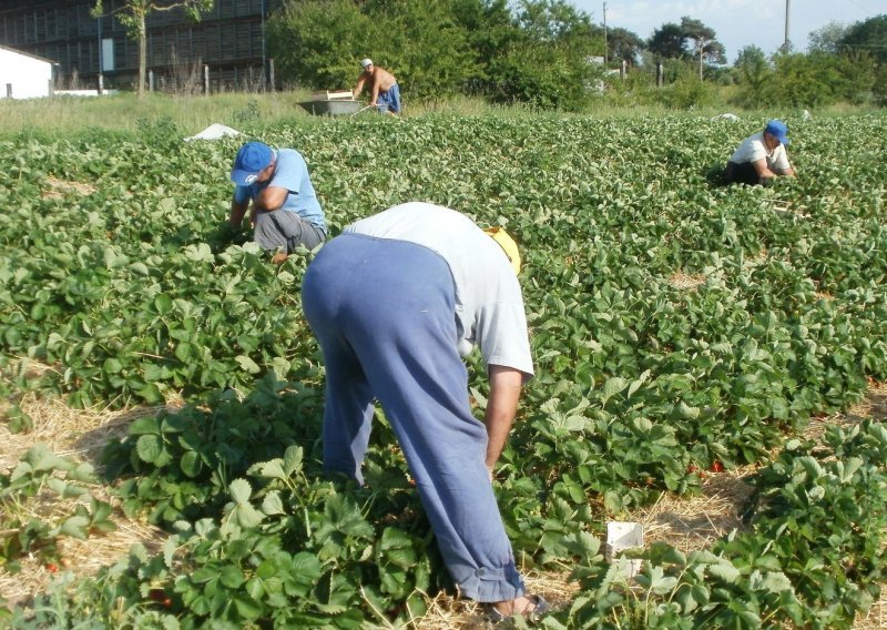 Sukob u njemačkoj vladi zbog sezonskih radnika: Stiže velika promjena?