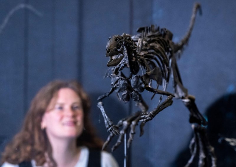 'Tajanstveni trkač': Otkrivena nova vrsta malenog dinosaura