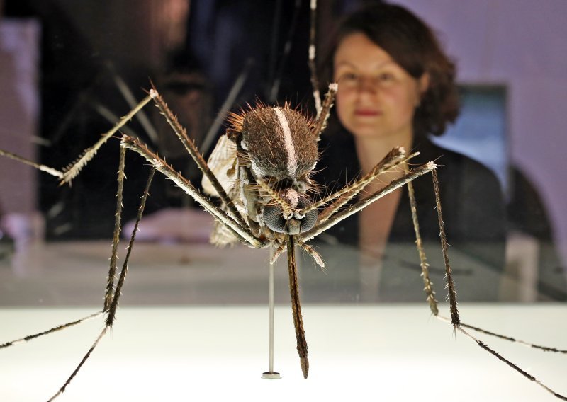 Ovi invazivni insekti prijete Europi. Stručnjaci zabrinuti: Prijeti nam katastrofa!