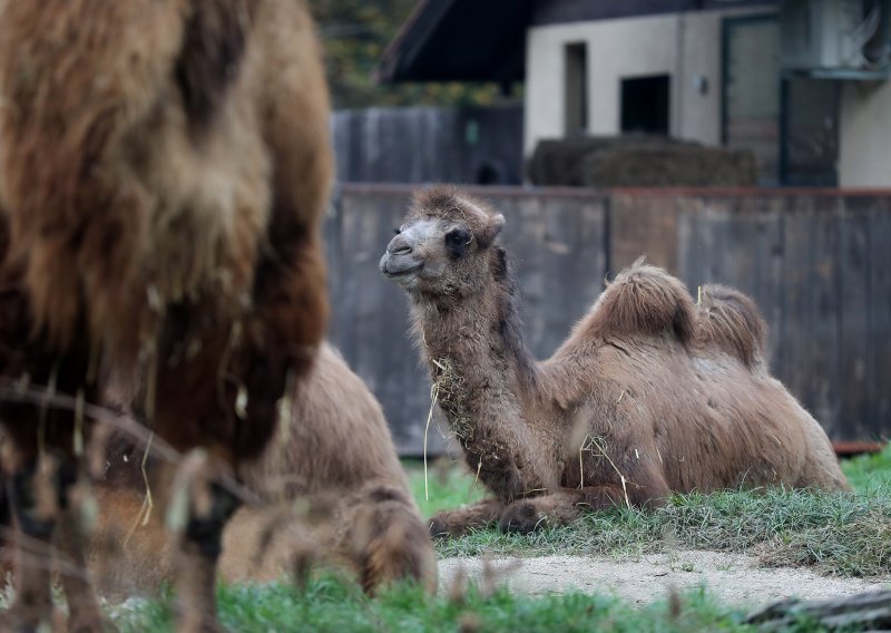 Zagrebački ZOO slavi 100. rođendan: Počeli su s tri lisice i sove