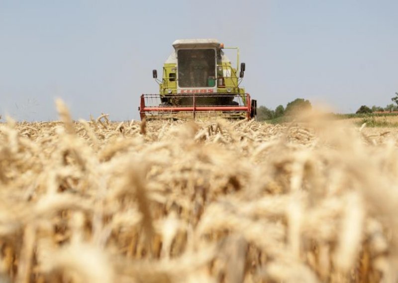 Baranjci luduju za durum pšenicom, a Slavonci vole uljarice i ječam