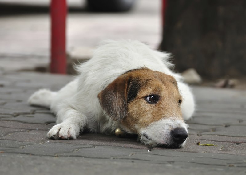 Razbijen šokantan lanac trgovine psima u Kini