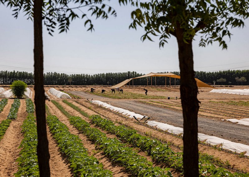 Voće i povrće usred pustinje? Pogledajte kako farma u UAE-u uzgaja hranu na 50°C