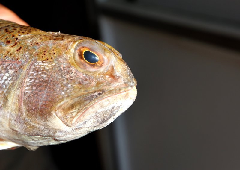Još jedna otrovna riba u Jadranu; biolozi savjetuju što raditi, ako se ubodemo