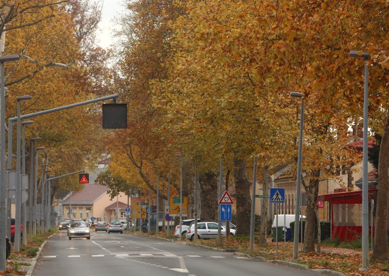 Evo koje drvo hladi okolinu, nije jedino