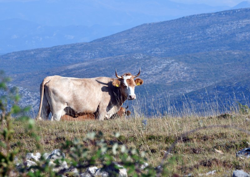 Šok za stočare, stigao nalaz s Veterinarskog instituta: Sramota!