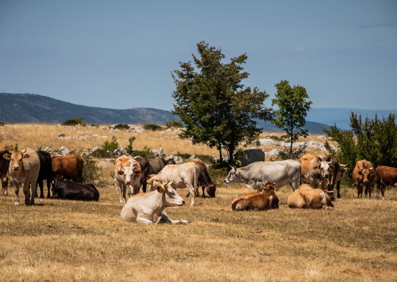 Otkriveni novi slučajevi bedrenice kod Vrlike. Od ponedjeljka na snazi 'bedrenički distrikt'