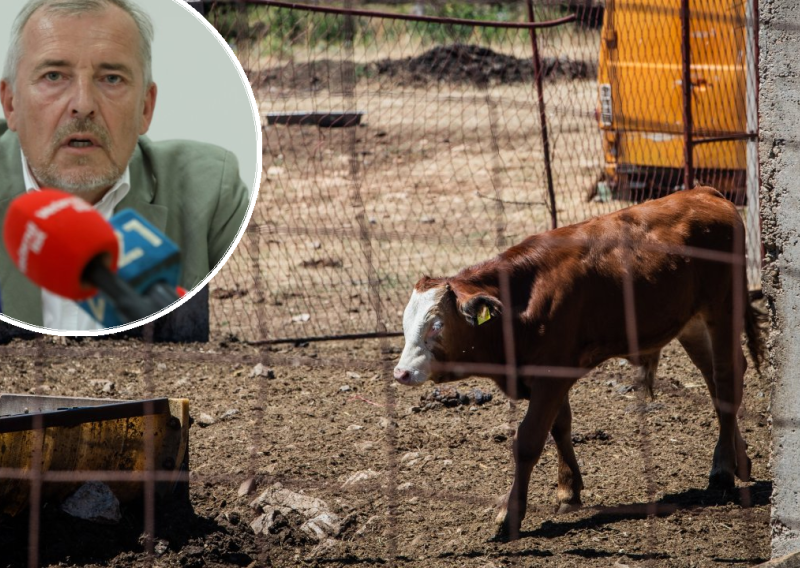 Epidemiologinja otkrila kako izgledaju simptomi bedrenice kod ljudi, oglasio se i Capak