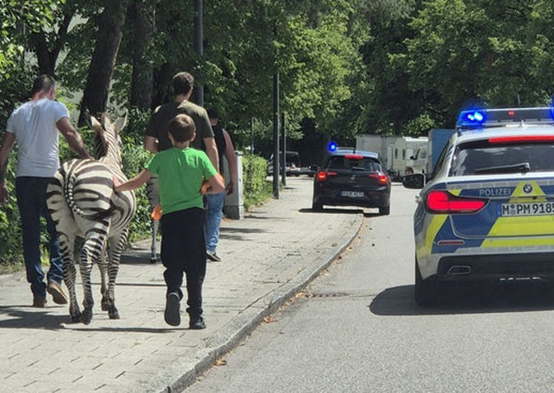 Zebre pobjegle iz cirkusa u Münchenu pa utekle i policiji: Na kraju ipak uhvaćene