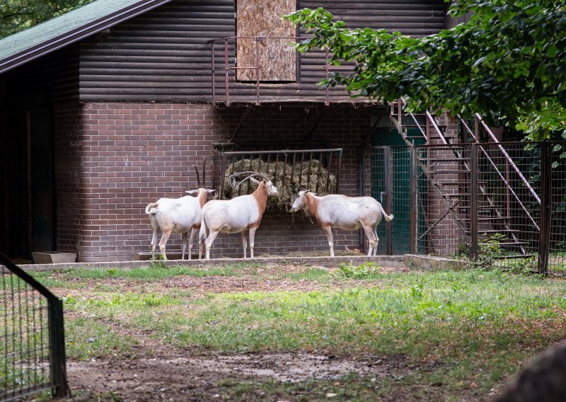 FOTO Zagrebački ZOO dobio novu miljenicu, uz ovu životinju se veže zanimljiva legenda