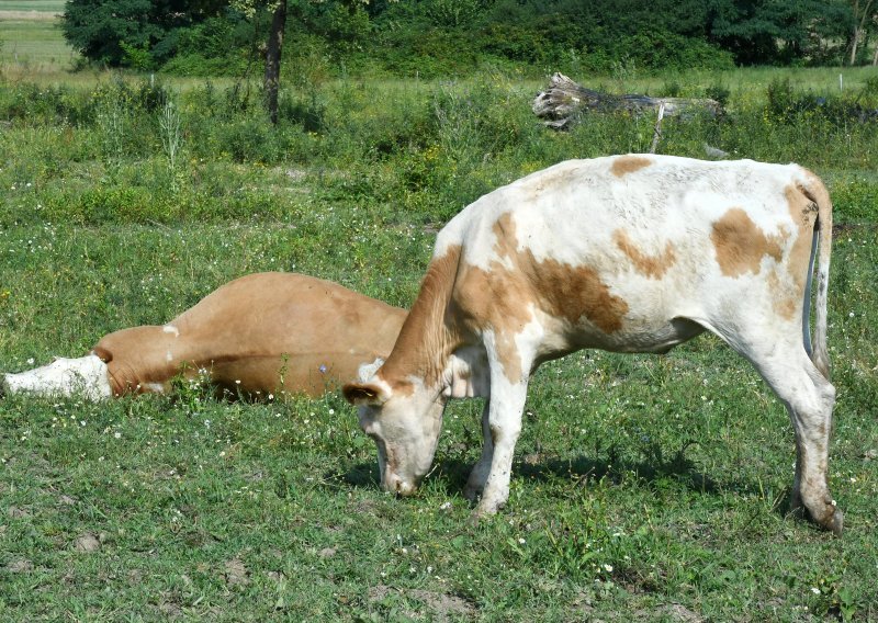 Veterinarski institut: Ukupno 86 uzoraka uginule stoke pozitivno na bedrenicu