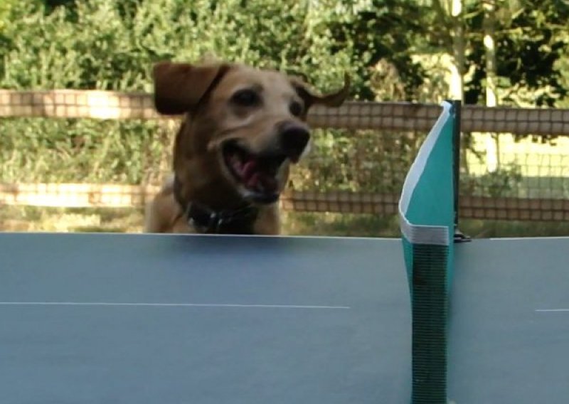 Ovako to izgleda kad pas prati ping-pong