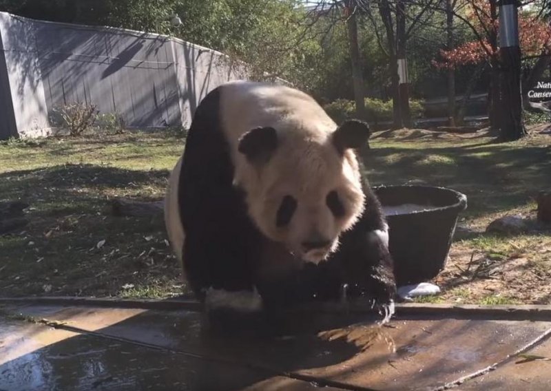 Panda uživa u toploj kupci