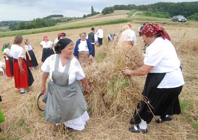 Na Ploščićkom mašinanju prikazana tradicija žetve žita na dreš, slavilo se i u Subotici