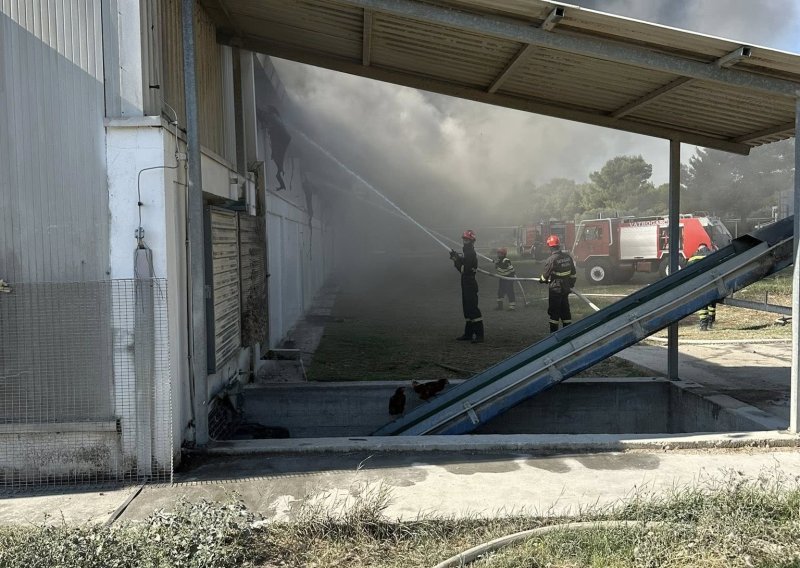Požar progutao farmu peradi: Stradalo 18 tisuća koka nesilica