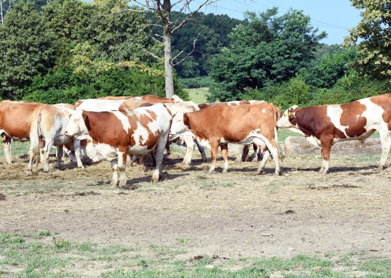 Ukupno 97 uzoraka uginule stoke pozitivno na bedrenicu