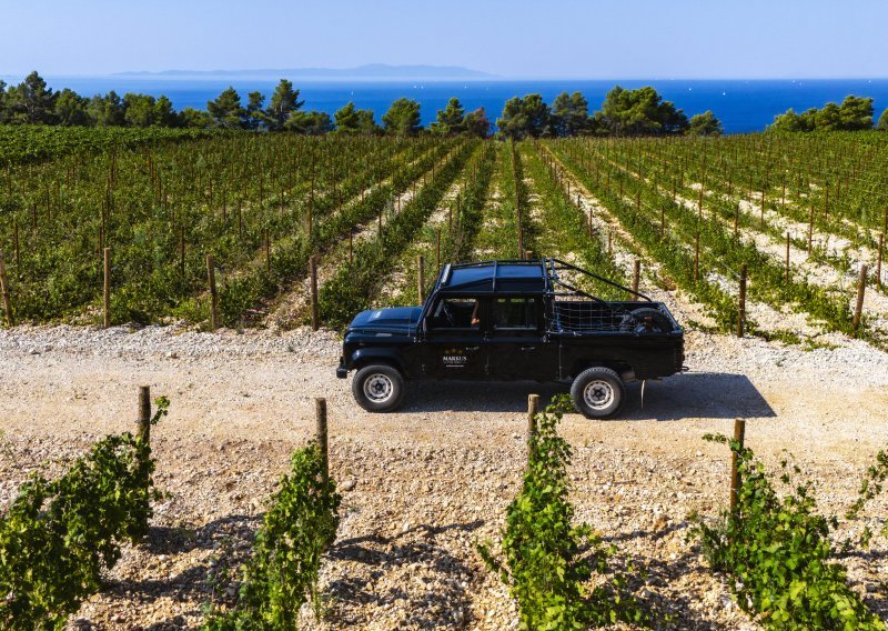 Prva berba na Šolti nakon 70 godina: Ova ambiciozna vinarija piše povijest