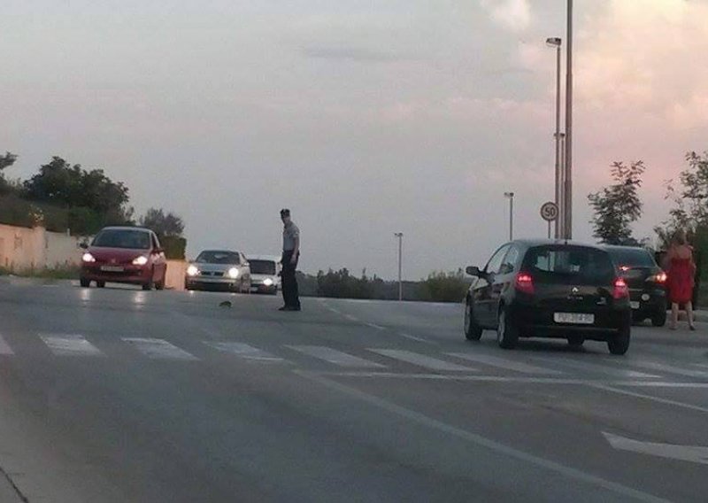 Pulski policajac zaustavio promet zbog ježa