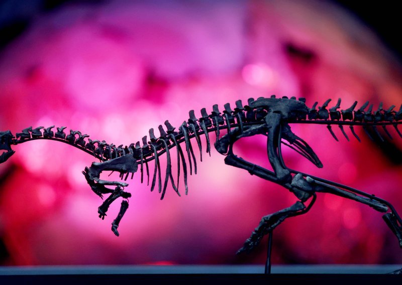 Otkrivena nova vrsta dinosaura s 'jedrom' duž leđa
