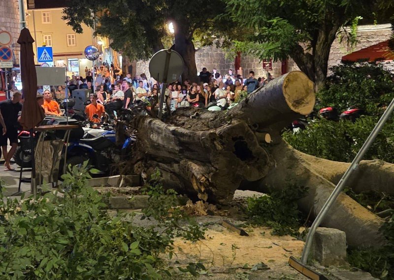 U središtu Krka srušilo se ogromno stablo: Samo srećom nitko nije nastradao