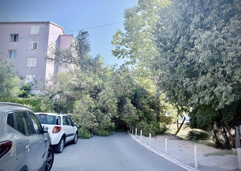 Golemi bor srušio se u Splitu, prolaznik 'za dlaku' izbjegao nesreću