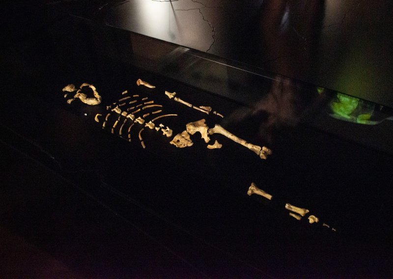 Prvi put u Europi: U Pragu izložene kosti australopiteka Lucy